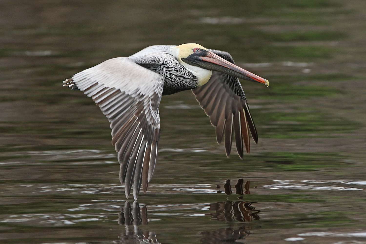 Brown pelican, St. Johns River, 2019.