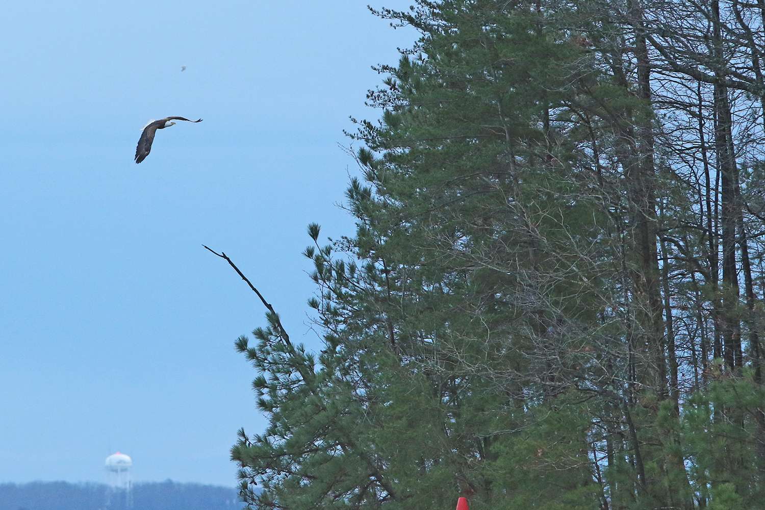 Bald eagle, Lake Lanier, 2019.