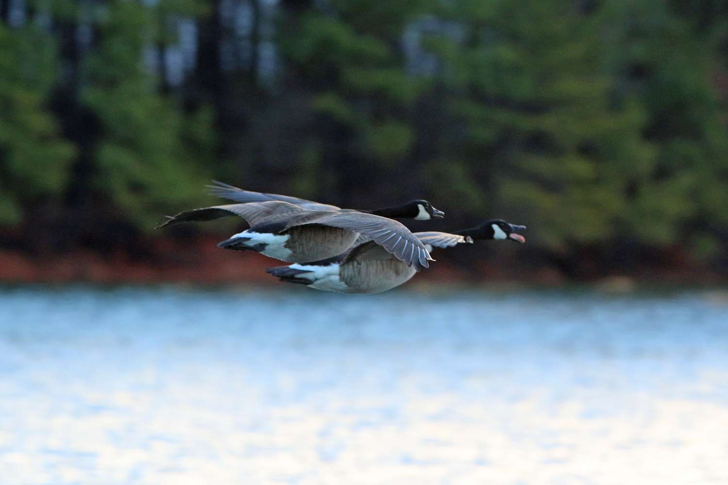 Canada geese, Lake Lanier, 2019.