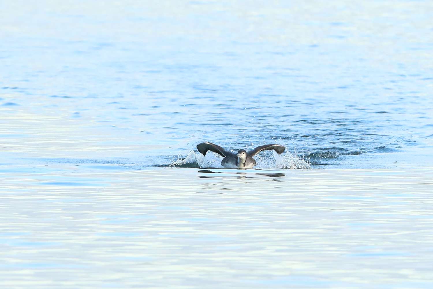Water-logged, swimming common loon, (juvenile) Lake Lanier, 2019.
