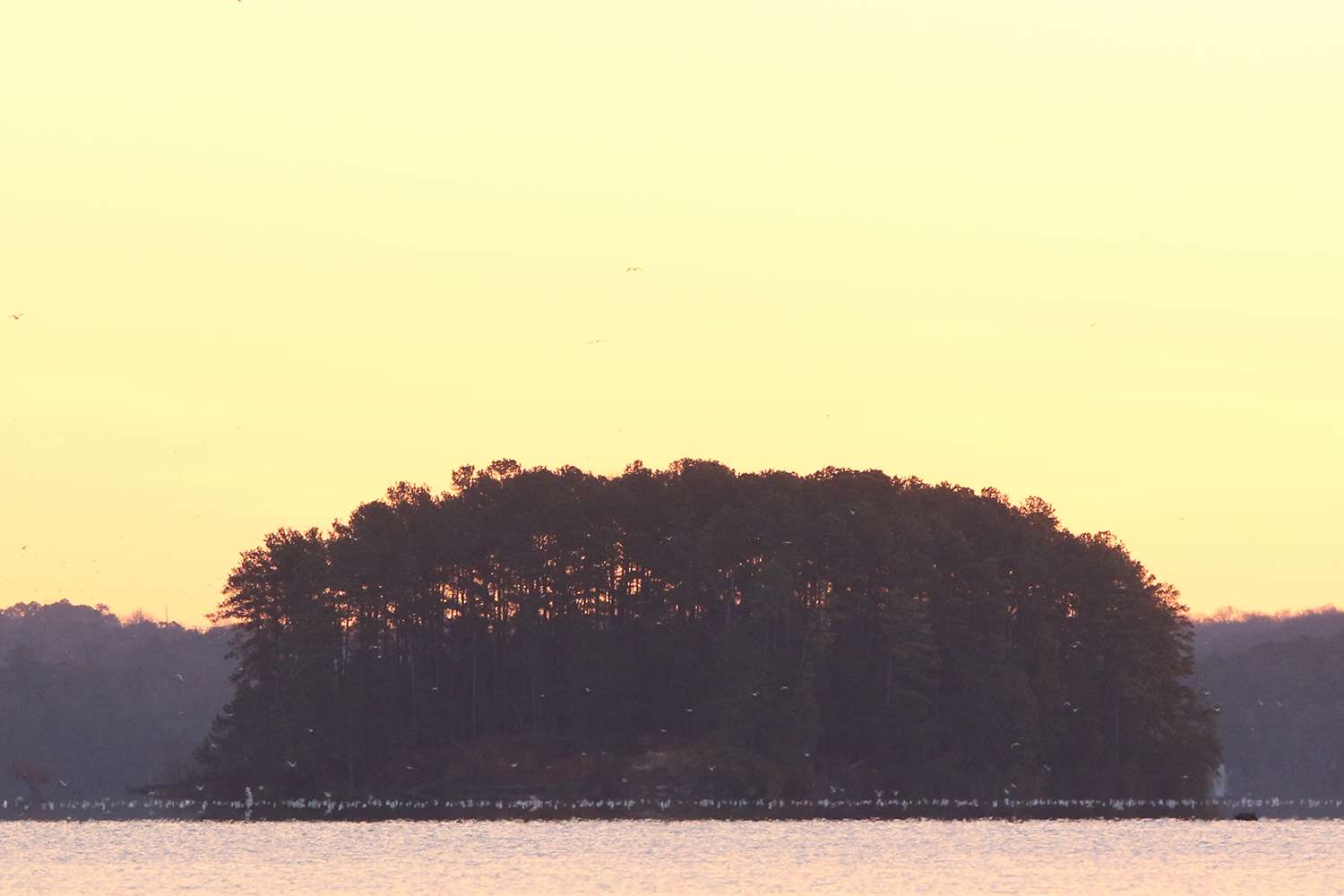 Gulls around an island at Lake Lanier Bassmaster Elite, 2019.
