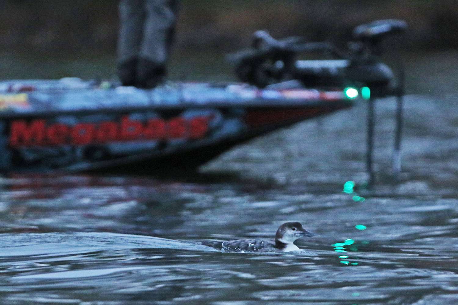 Another juvenile loon at Lake Lanier, that's Chris Zaldain's boat int he background.