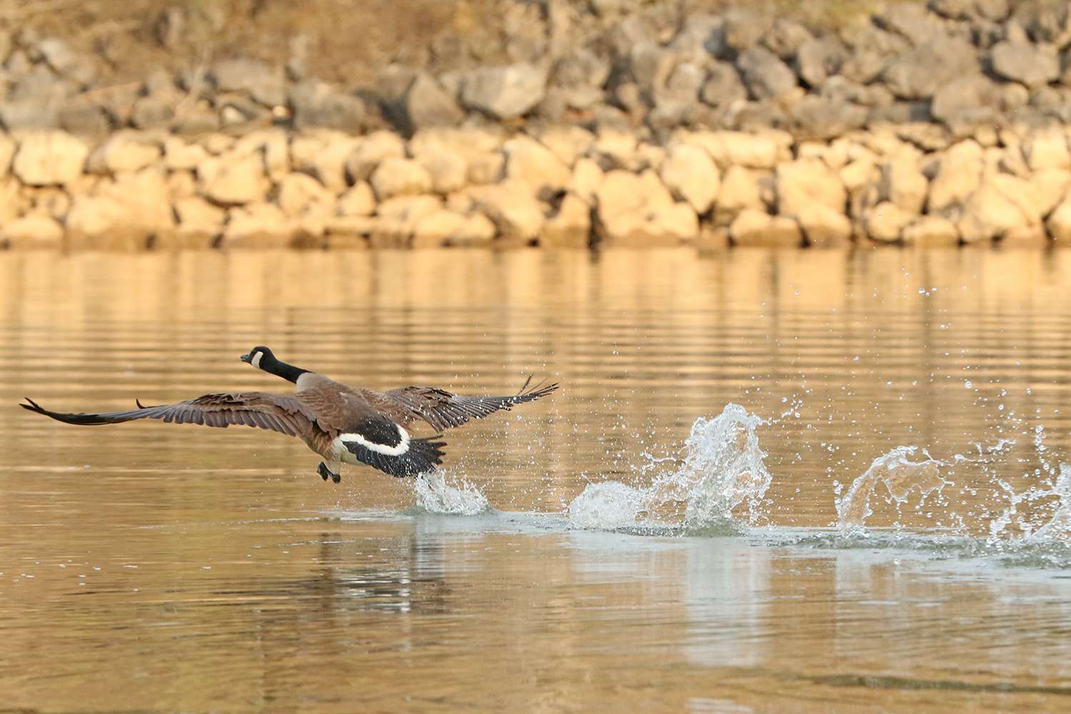Canada goose taking flight at the 2019 Bassmaster Classic out of Knoxville, Tenn.