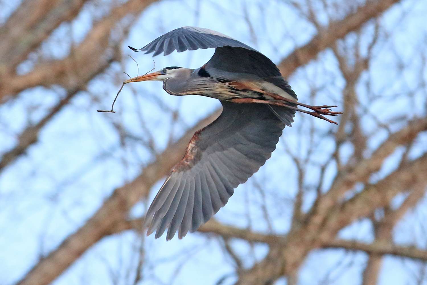 Great blue heron, 2019 Bassmaster Classic out of Knoxville, Tenn.