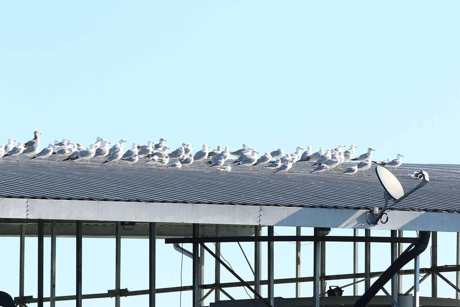 Gulls on a boathouse, 2019 Bassmaster Classic out of Knoxville, Tenn.