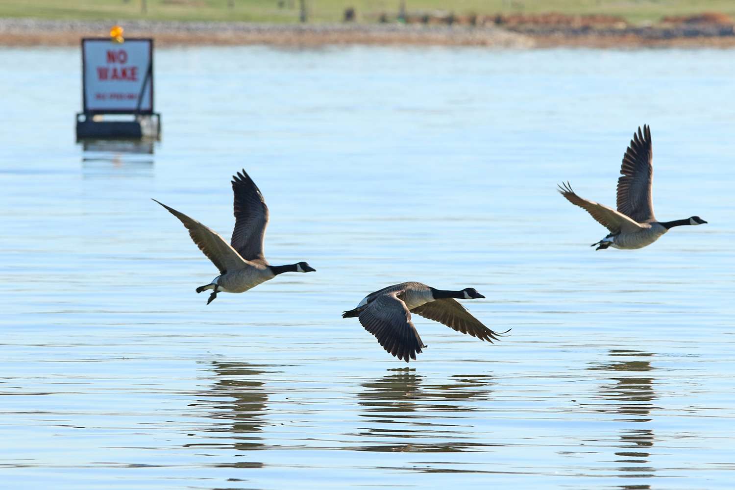 Honkers, 2019 Bassmaster Classic out of Knoxville, Tenn.