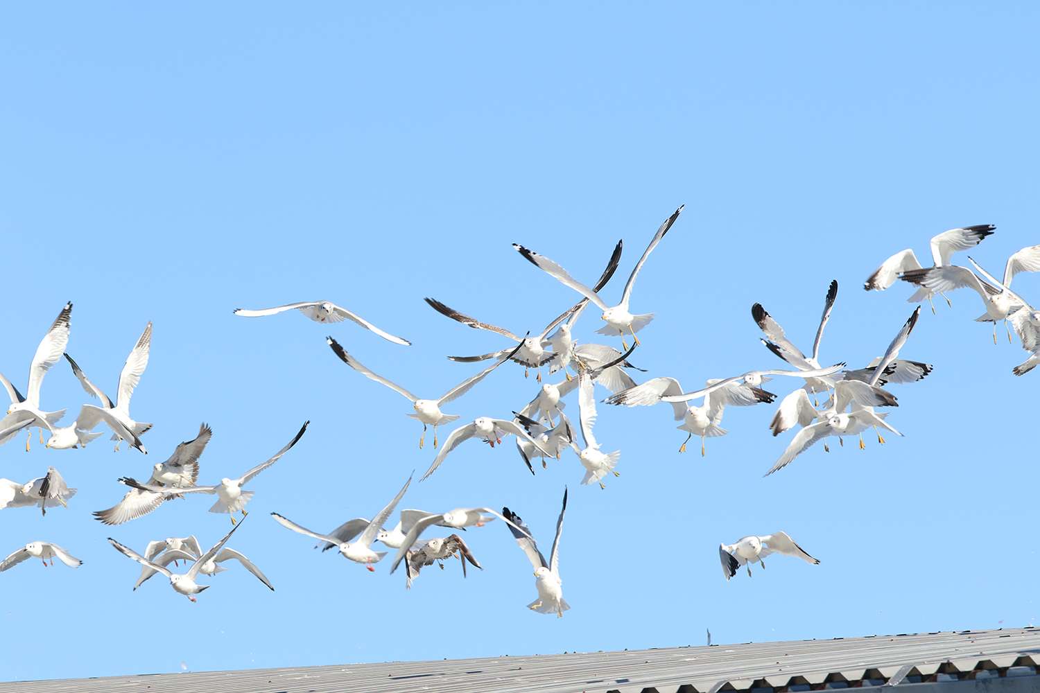 Gulls taking flight.