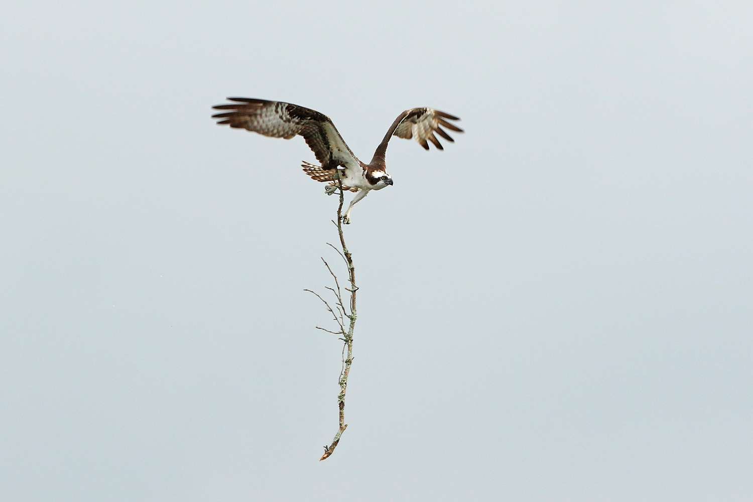 At the Guntersville Bassmaster Elite in 2019, this osprey was caught building a nest. 