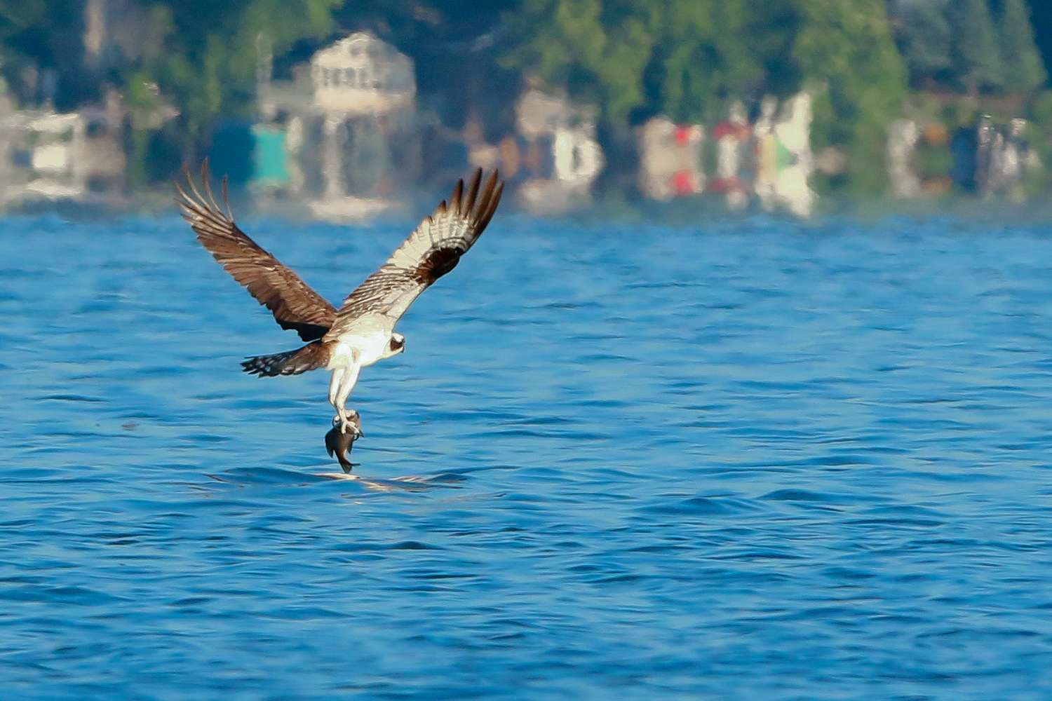 Up to the northeast at the 2019 Cayuga Bassmaster Elite, another osprey catching lunch. 