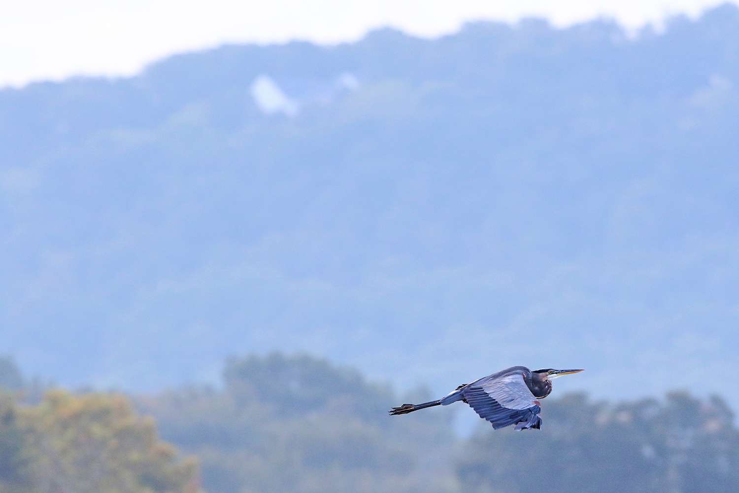 Great blue heron at Lake Tenkiller 2019. This was a rescheduled event that was originally supposed to occur on Ft. Gibson, but high waters forced the Elites to another nearby Oklahoma lake. 
