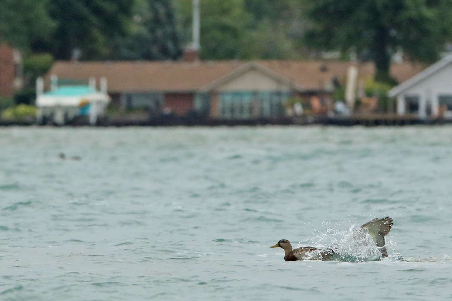 Ducks doing ducky things at St. Clair Bassmaster Elite AOY Championship, 2019.