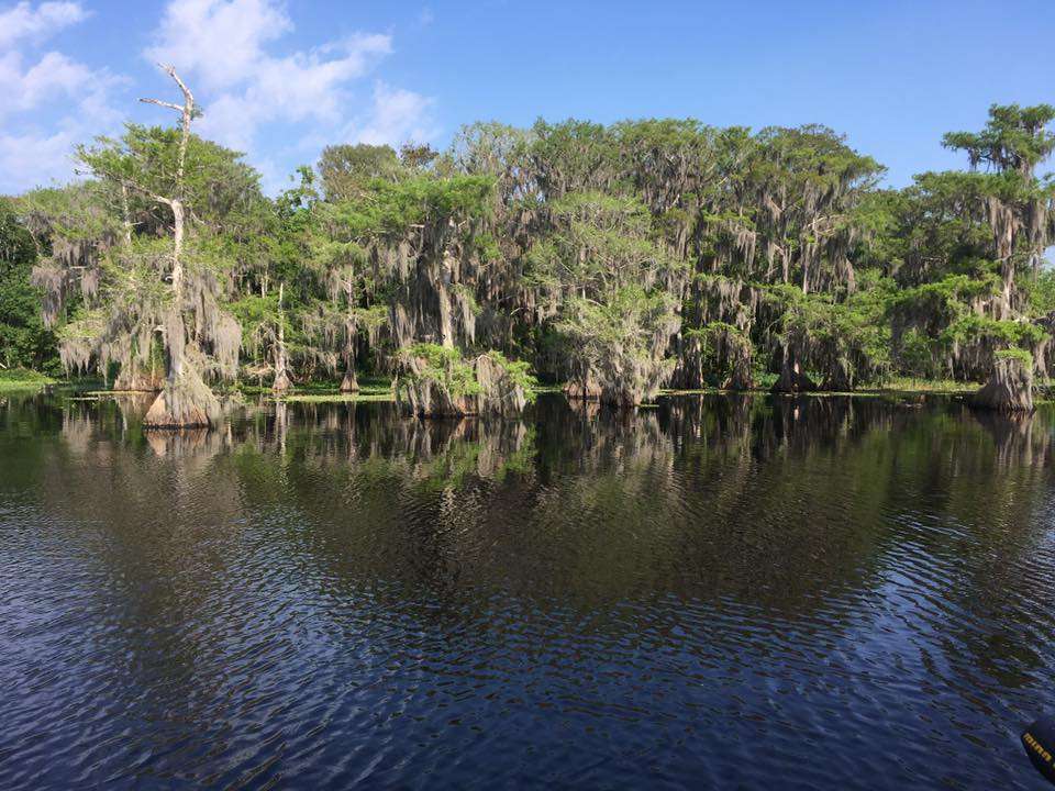 Steve Schoenwolf, Facebook<BR>
Blue Cypress Lake <BR>
Lake Blue Cypress Florida great views, fishing, wildlife, osprey and rookery.
