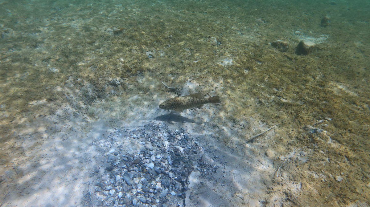 And clear enough to see bedding smallmouth in a backwater spawning bay. <p>
<a href=