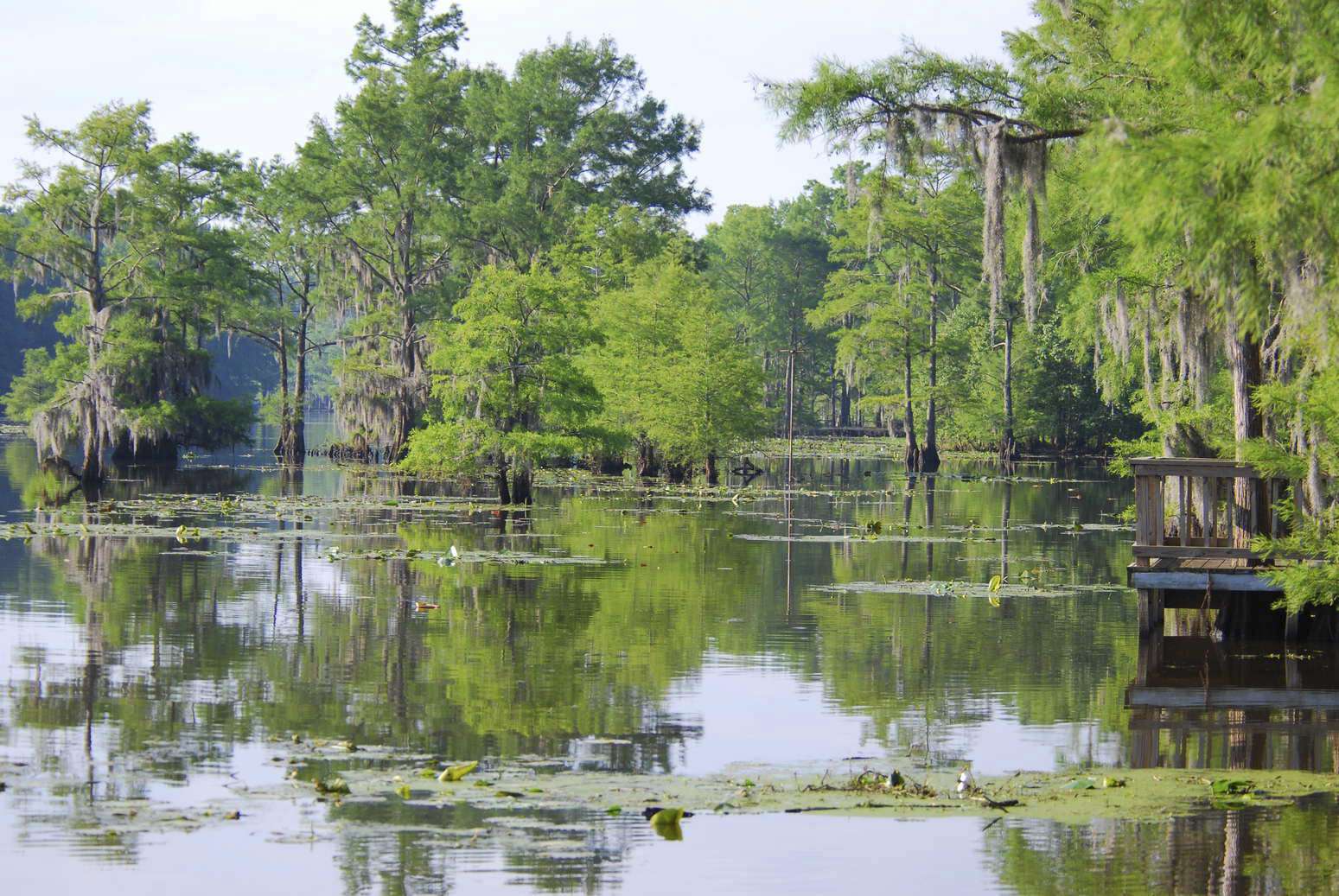 Caddo Lake is a 25,400-acre lake on the border of Texas and Louisiana.