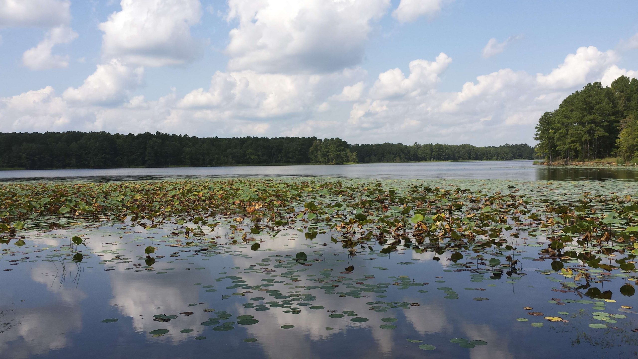 Shearon Harris Lake is a 4,100-acre lake near Raleigh, North Carolina. 