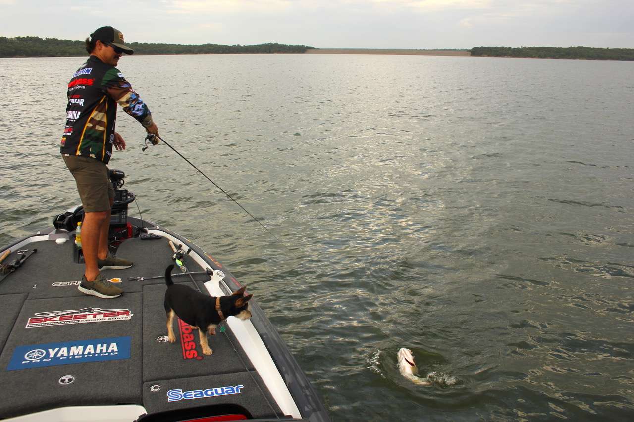 About one hour after searching points near channel swings, he finds a point with both shad and a few small 