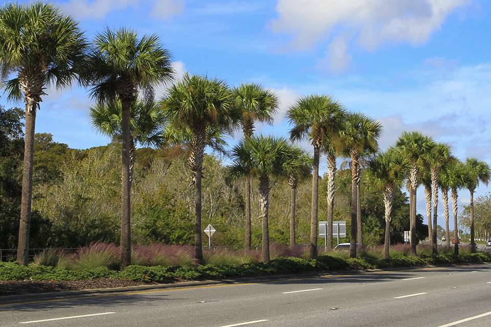 There is always a tropical feel when you make it to Lake County, Florida.