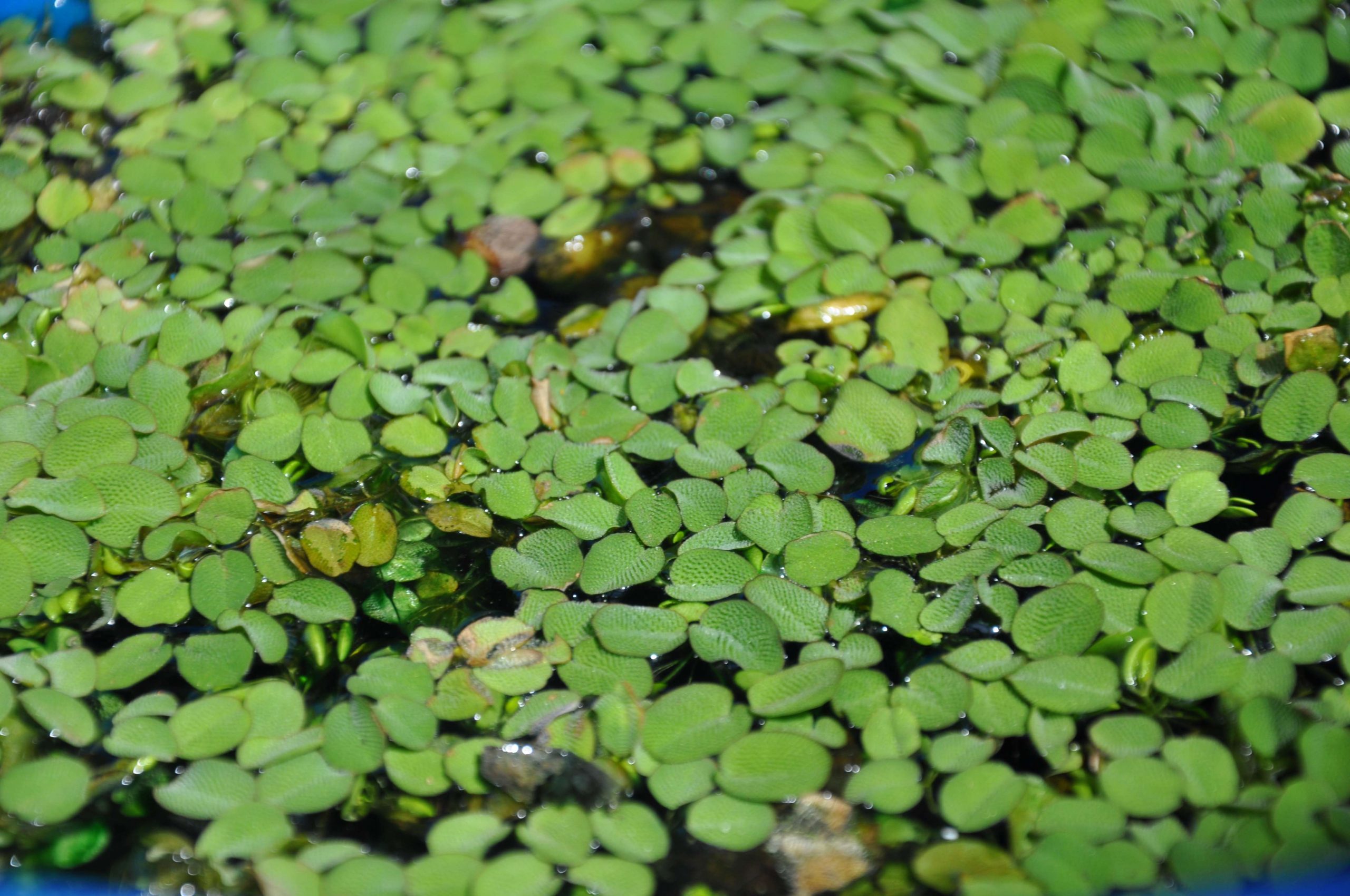 Giant salvinia (Salvinia molesta)
Contrary to its name, individual giant salvinia plants are rather small. However, floating colonies of this plant can completely block a waterway. This quickly reproducing plant is one of the worst to fish because holes in mats are very hard to come by and decaying mats can remove large amounts of oxygen from the water. There is no great way to fish giant salvinia.