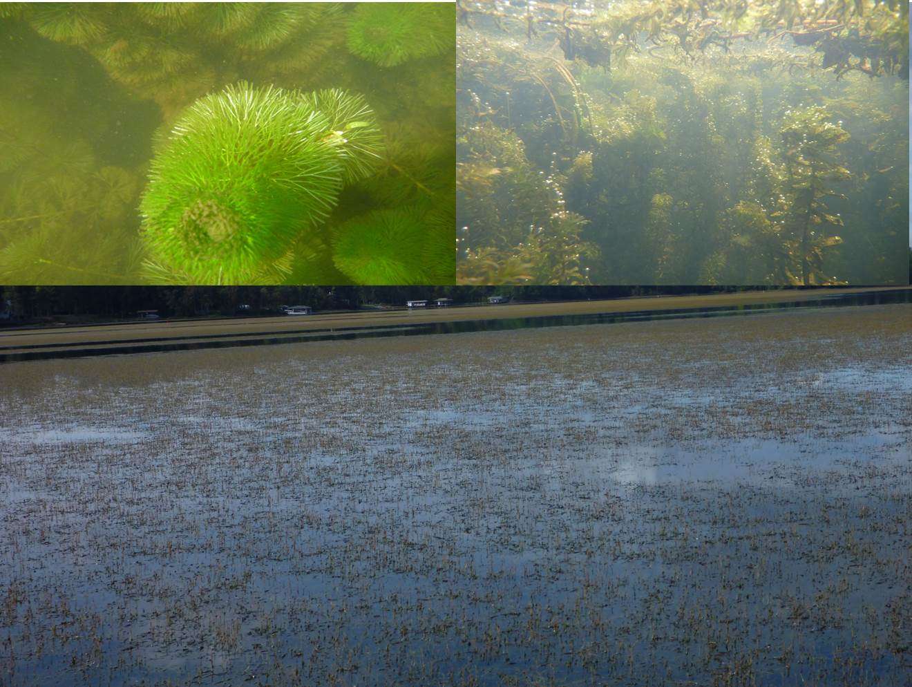 Lastly, and arguably the most popular among fishermen, are the submersed plants. Timing means everything when fishing many submersed species, and many will notice them at the surface during certain times of year. As new sprouting occurs well out of sight in the spring, a good depthfinder will help you key in on this yearâs grassbeds. Many anglers simply refer to all submersed plants in two categories â milfoil and hydrilla â but there are many more native submersed species for which you may be mistaking these invasives that are better for the fish AND the fisherman.