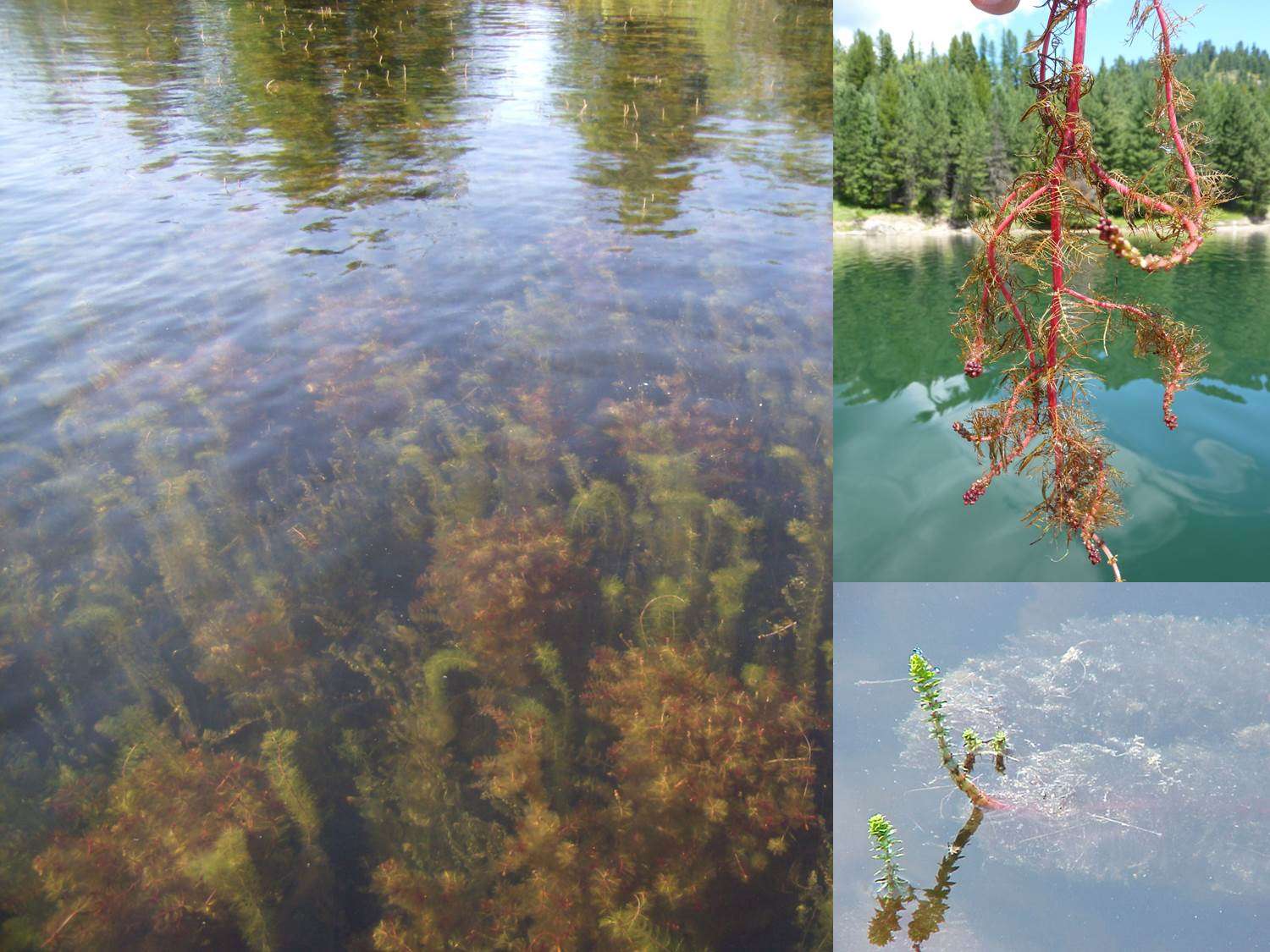 Milfoils (Myriophyllum sp.)
Invasive milfoil plants can be considered some of the first submersed invaders into the United States. With whorls of leaflets around the stem of the plant, the milfoils come in several invasive and native varieties. Invasive Eurasian watermilfoil is certainly one of the most common, growing submersed with a distinct âspikeâ popping out of the water in late summer. Another invasive milfoil is parrotsfeather, which can actually grow out of water or on banks. The milfoils are all very similar, with reports of invasive and natives creating hybrid populations in the wild. Milfoils can often be targeted much like hydrilla with fishing being good for most of the year, with the exception of late summer when the plant forms impenetrable mats.