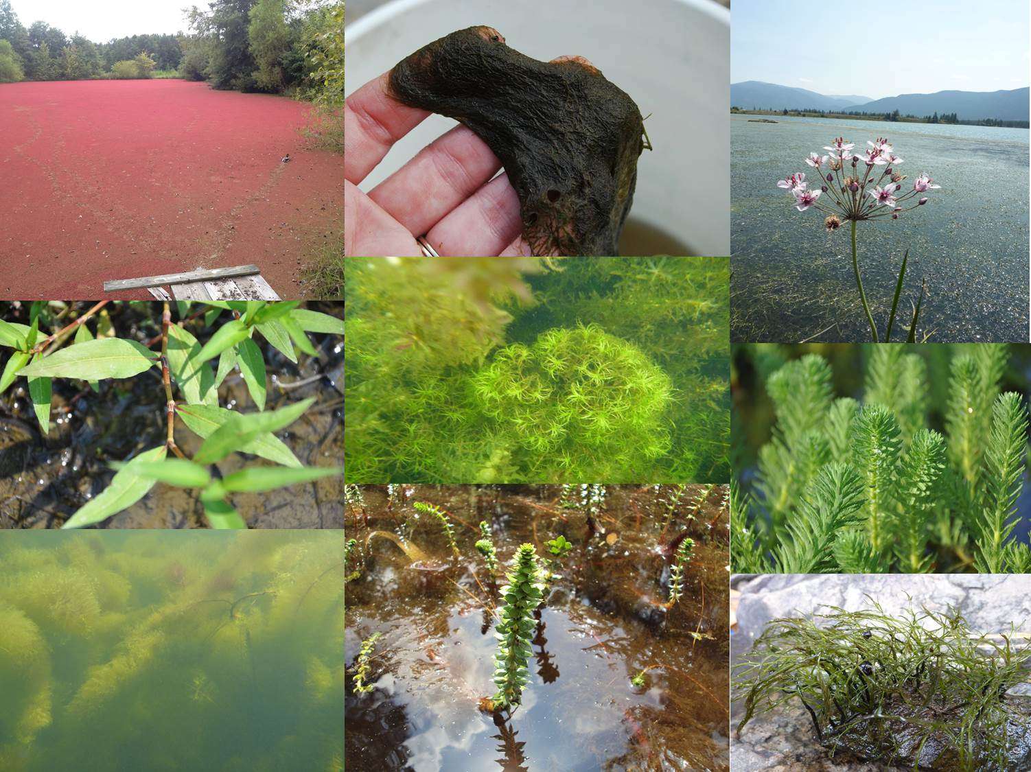 These are some of the most common aquatic plants you might come across on the water this year. They are but a select few of the aquatic plants you might find growing in our nationâs waters.