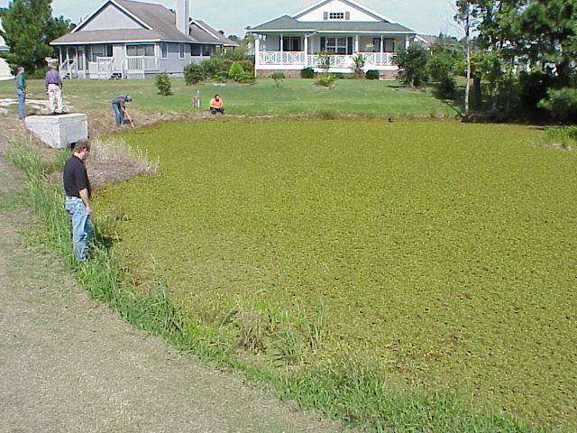 Invasive plants are plants that have been introduced â intentionally or not â to a region where they do not naturally occur. Under certain conditions, invasive plants can explode, displacing native plant species, eliminating those transition zones and altering habitats, sometimes to the detriment of species like the largemouth bass.