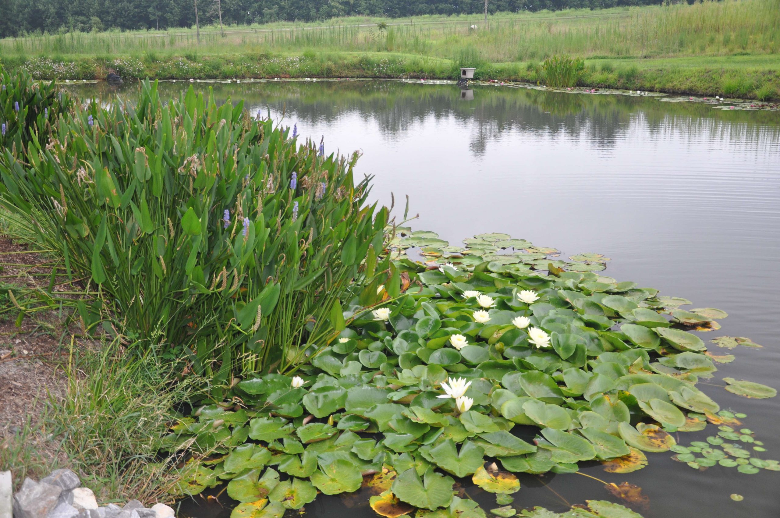 Native plants provide perfect habitat for bass without the need for costly management. Many actually provide better habitat than their invasive counterparts because they donât produce nearly as much matting and allow for bass and prey species to work through them rather than around them.