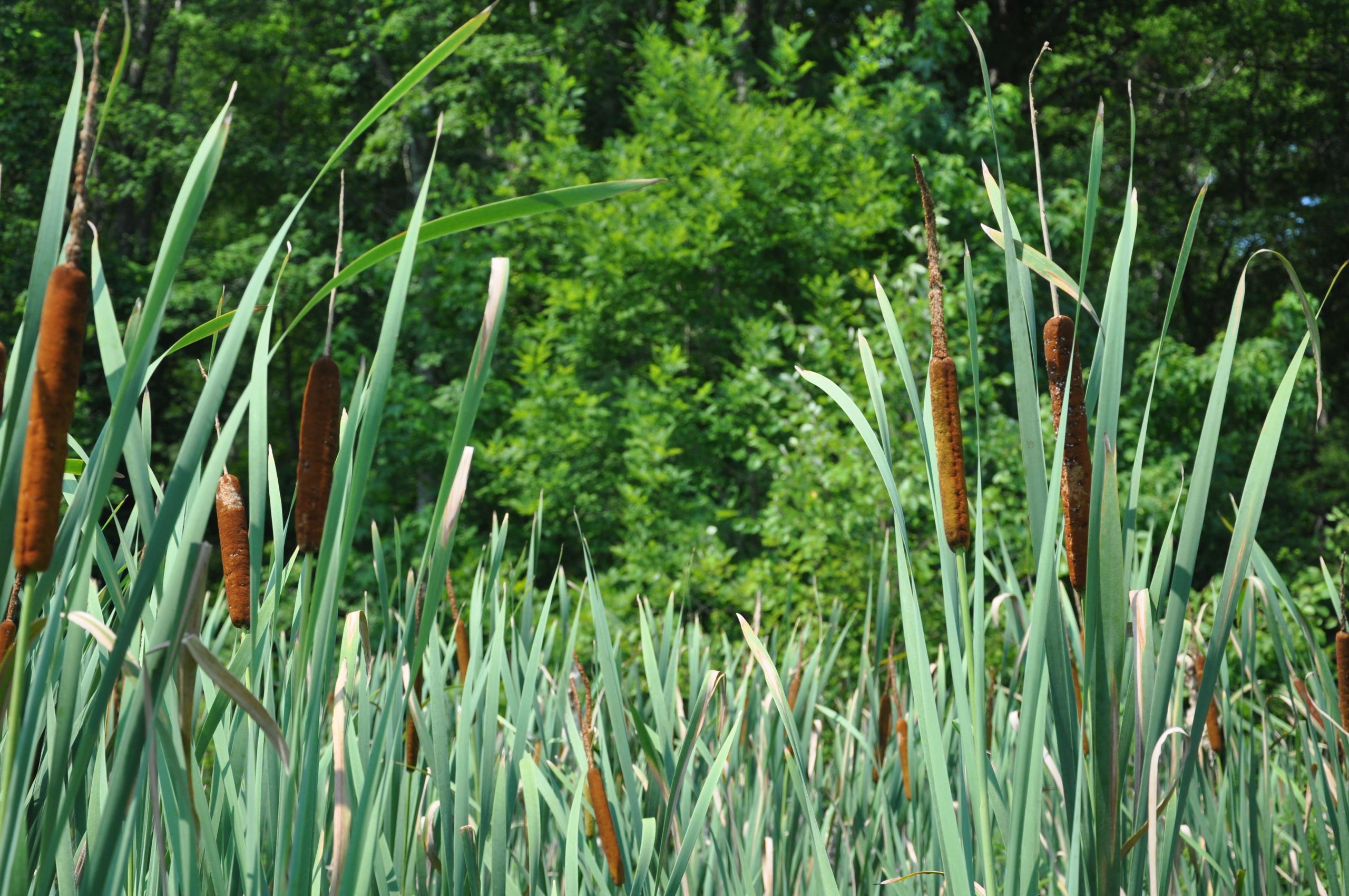 Cattail (Typha latifolia)
Cattail is a native shoreline plant easily distinguished by its brown spike-like flower that gets fuzzy in winter. Cattails are not as often sought by bass fishermen because they provide very little in-water habitat.