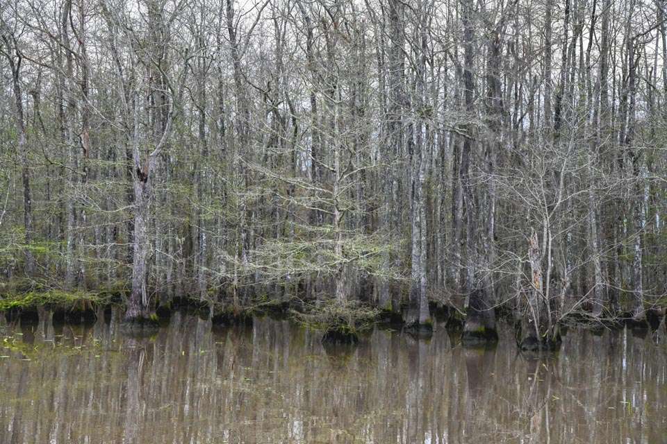 Flooded cypress swamps line the river, adding amazing scenery to the enjoyment of a day on the water. Alligators prowl the waters during much of the year, although the cold water of Louisianaâs winter meant they were inactive and unseen during this trip. 