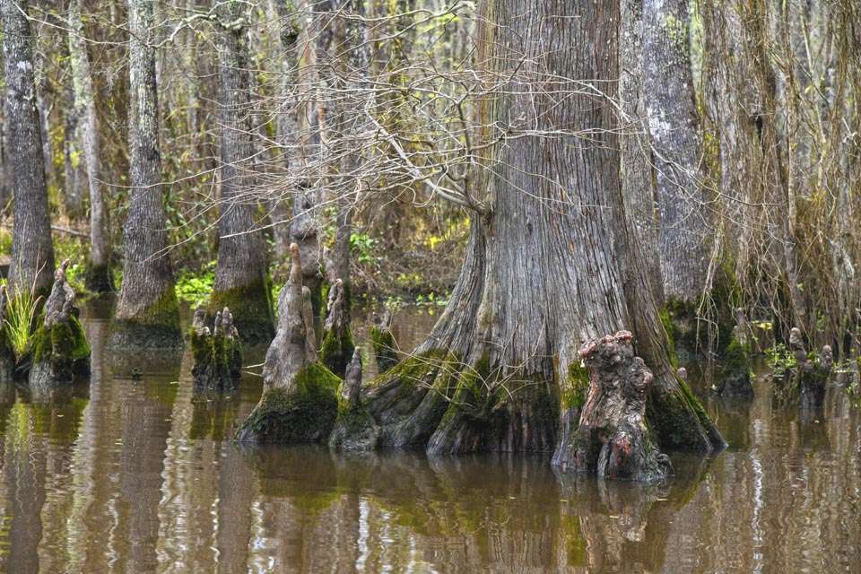 The swamps of South Louisiana are beautiful, with flooded cypress trees surrounded by root systems called âknees.â All of that wood creates perfect ambush points for bass, so Hudnall picks apart stretches of these waterlogged forests.