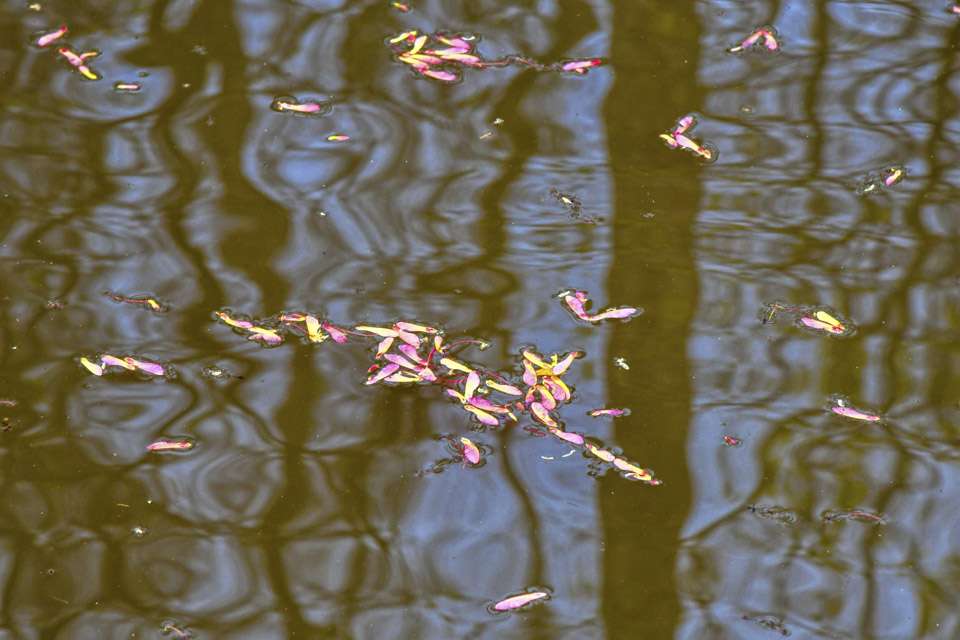 Cast-off seed pods from red maples scattered along higher ground and the shadows of cypress trees create abstract artwork on the waterâs surface.
