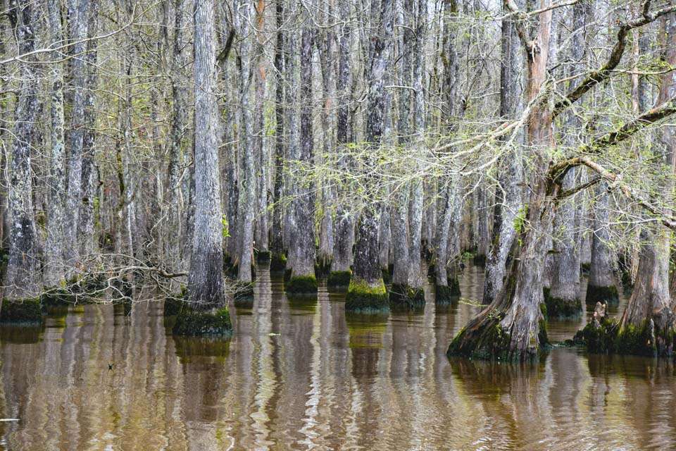 Much of the South Louisiana landscape is covered with water, creating a seemingly endless fishing landscape. Water fluctuations can be pretty extreme, between the daily tides and flood periods. You can see the water marks on the trees.