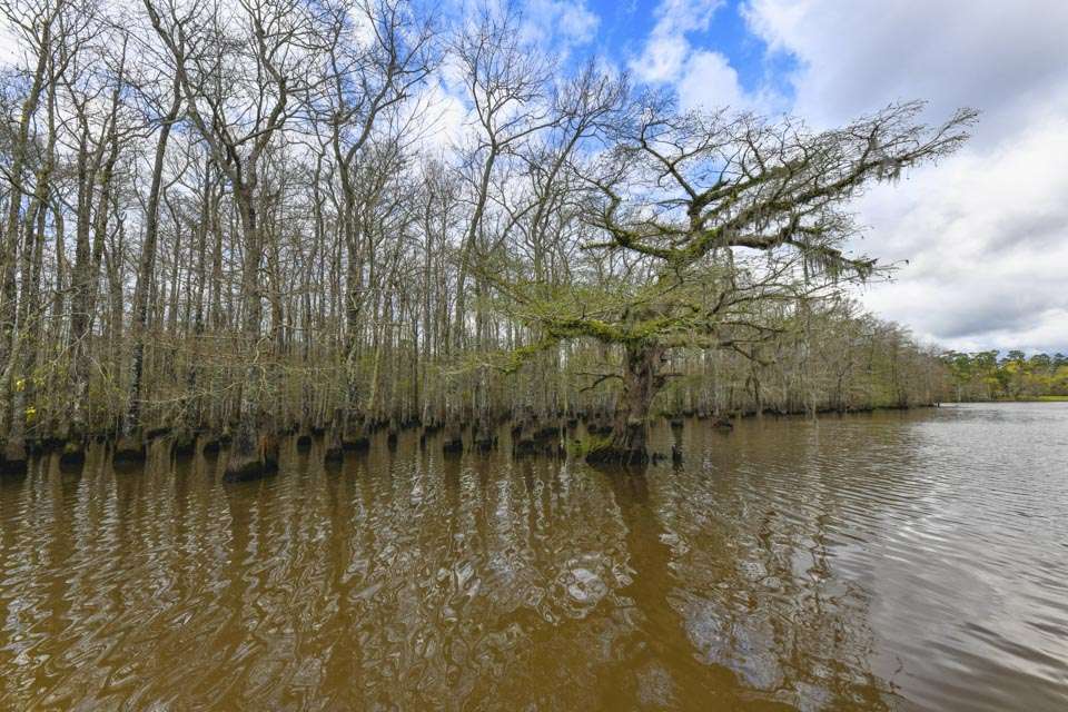 The scenery of the swamps canât be beaten, even on tough fishing days. It was still winter, but another month would see these trees full of vibrant growth, amplifying the beauty. 