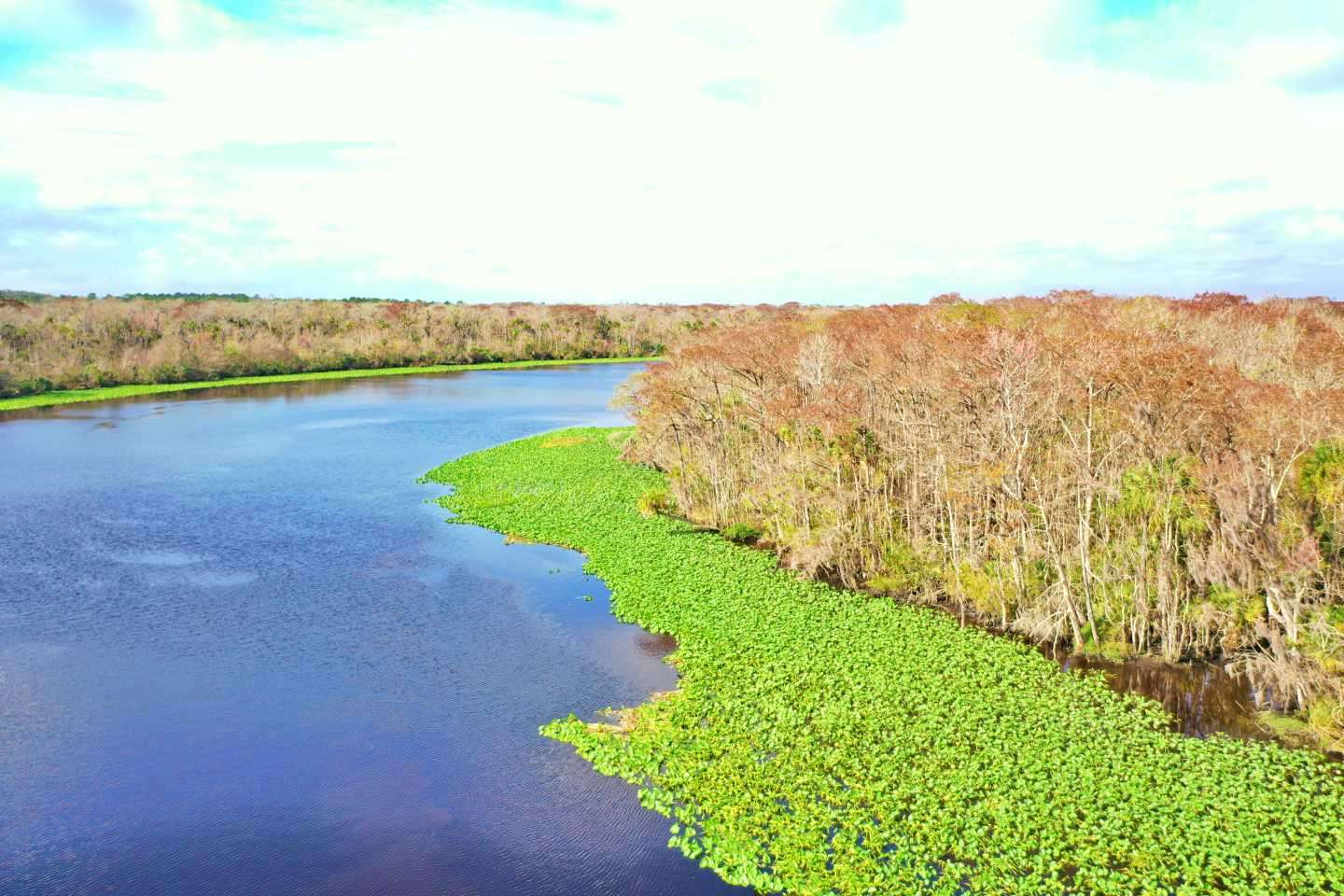 Davis is headed for more bass-rich habitat, this in the form of a lily pad field on a creek channel bend. 
