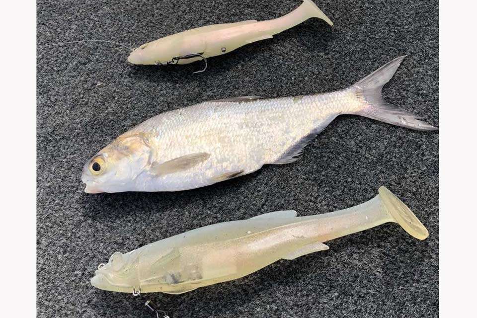 One of the main bass forage are gizzard shad, shown between a pair of Zaldainâs swimbaits he used to finish 12th in the Tennessee River Classic.