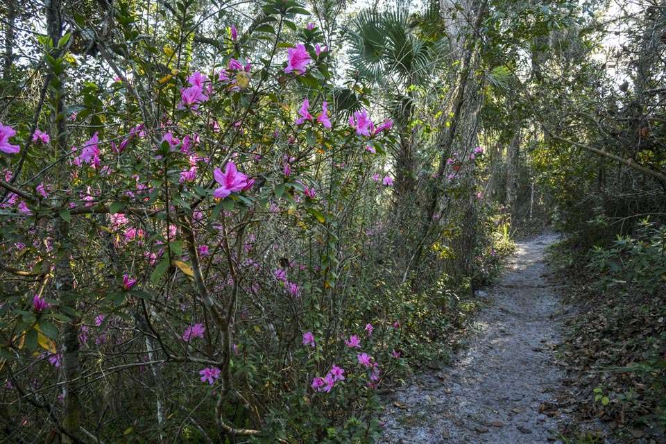 Azaleas bloom along many of Ravine Gardens State Parkâs trails.