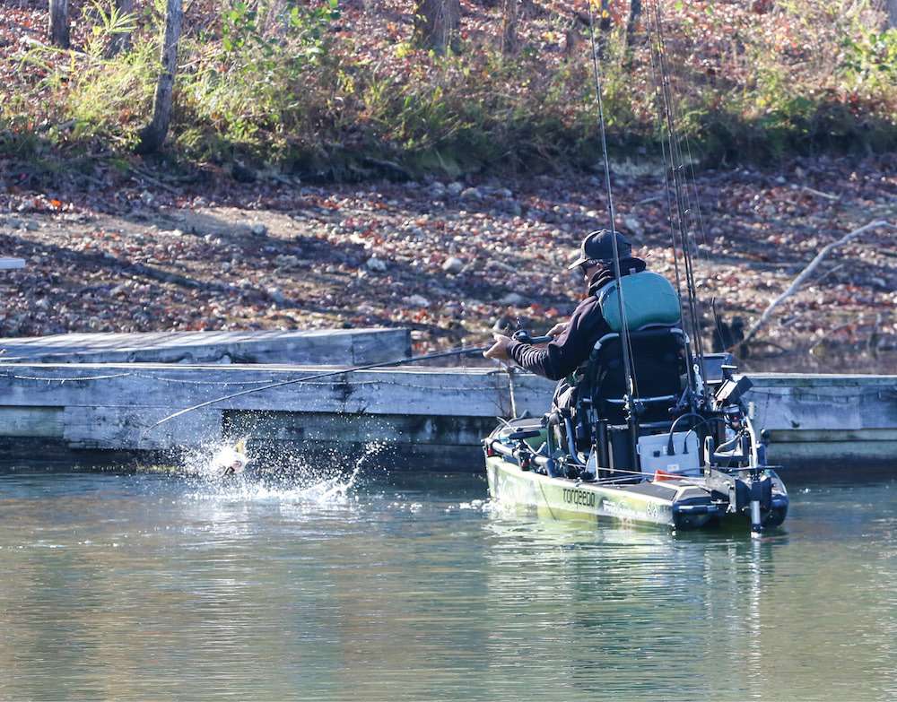 <h4>Chickamauga Lake</h4>
At the series finale Nov. 21 on Tennesseeâs Chickamauga Lake, Tyler Cole of Hopkinton, Iowa, unwittingly saved the best for last to top the 143-angler field with 89.5 inches of largemouth.
<br><br>
Committed to tossing a bullfrog pattern Booyah frog in shallow grass, Cole was stuck on 68.5 inches with just four largemouth. With 15 minutes left, a 21-incher succumbed to the frog and earned Cole the win, worth $6,907. He told Bassmaster.comâs Christopher Decker that frogging is his forte on his home waters of the Mississippi, âso I stuck with something I know.â
