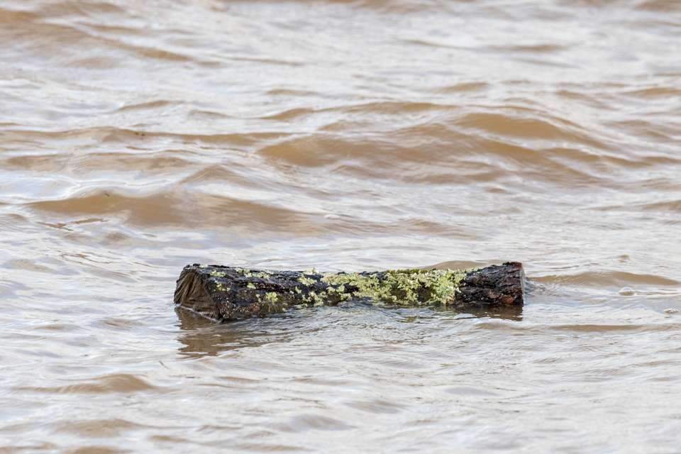 A number of logs were found bobbing in the waters on a short foray into the lake.