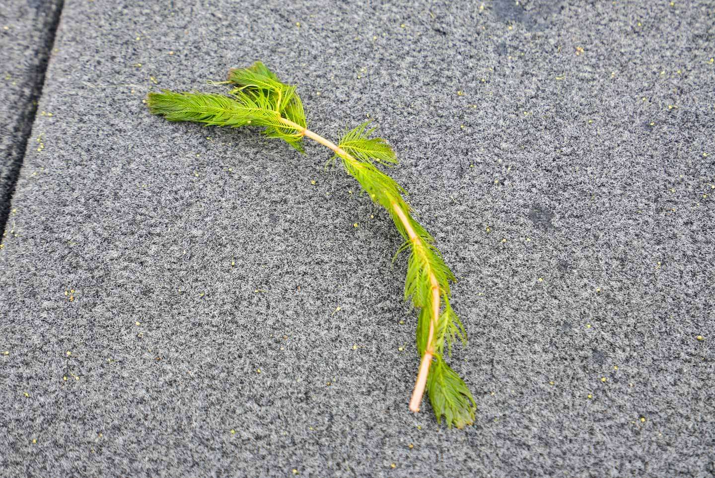 A look at a small blade of milfoil. 