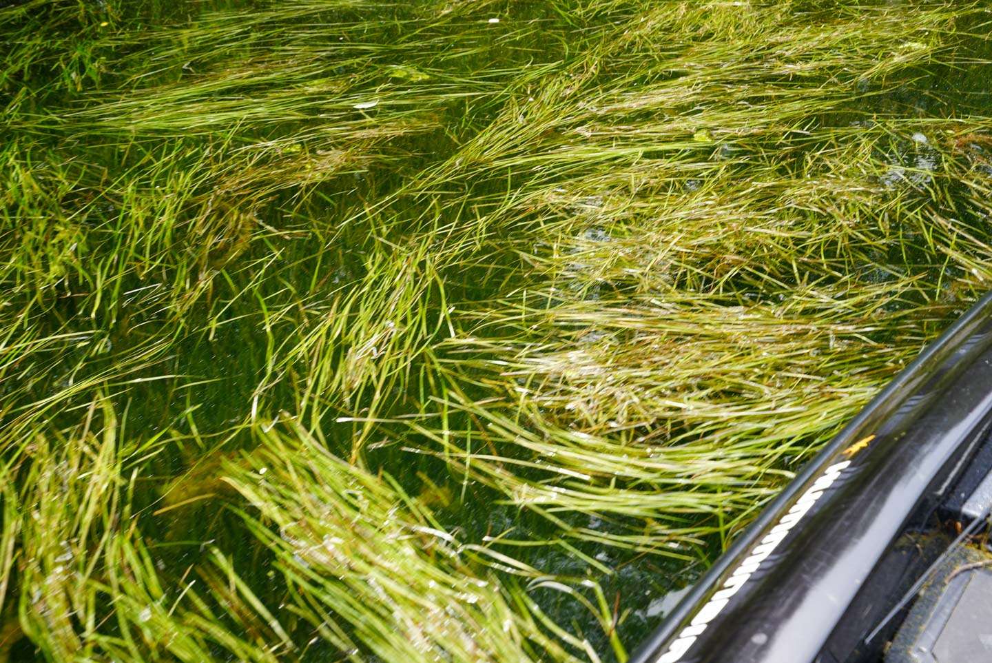 The shallow eelgrass will get churned up, causing it to mat at the surface. This eliminates the use of a lot of lures. 