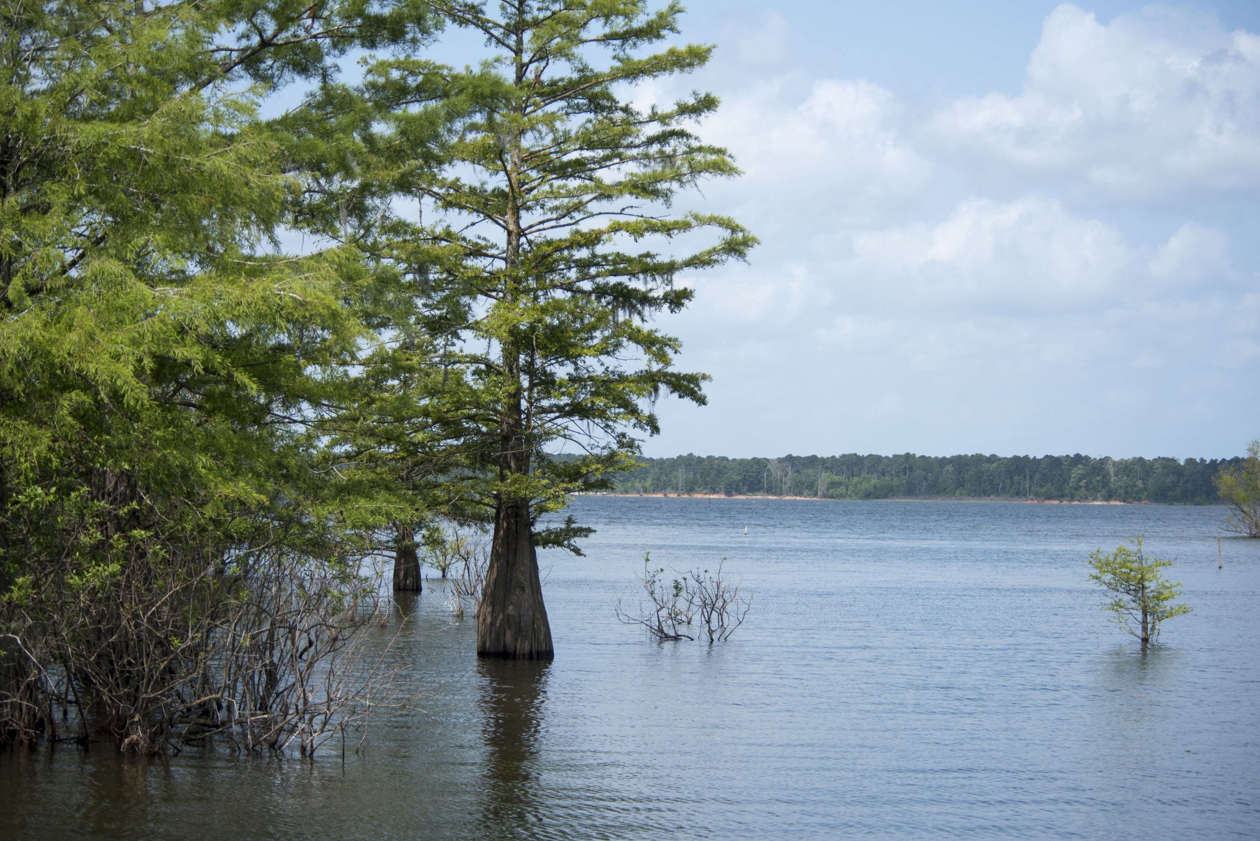 <h4>2. Sam Rayburn Reservoir, Texas</h4>[114,000 acres]<BR> This east Texas powerhouse was No. 1 on the Top 100 Lakes list in 2018, No. 3 in 2019 and itâs shown few signs of weakening. Rayburn produced 16 ShareLunkers in the first four months of 2021, with a pair of 13-pounders kicking the big-bass parade off in January. It took 70-11 to win a three-day pro tournament earlier this year, and winners of most one-day events held recently on the reservoir have demanded limits of 24, 28 and even 30 pounds to win. In April, an 11.29 largemouth won the Sealy Outdoorsâ Big Bass Splash.