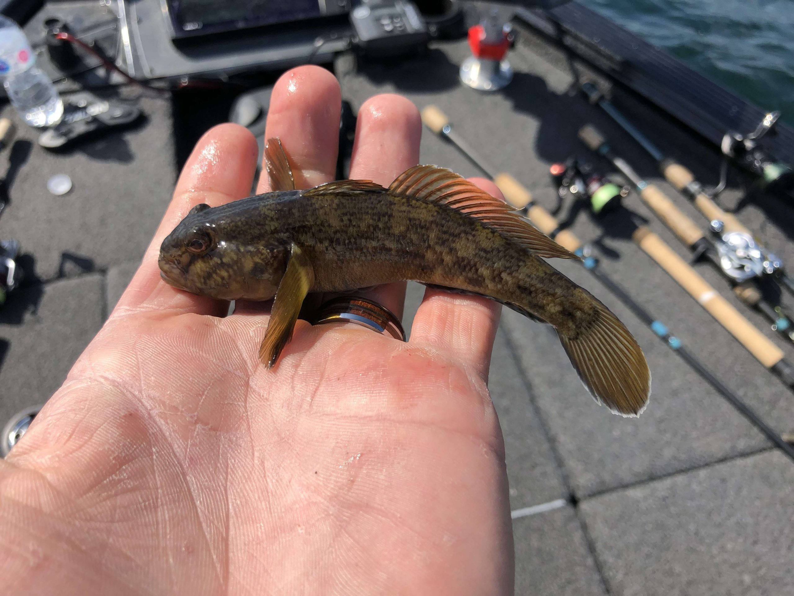 Goby are a forage of smallmouth, and their introduction has helped the smallies increase in size. Baits mimicking the tasty morsels will be abundant.