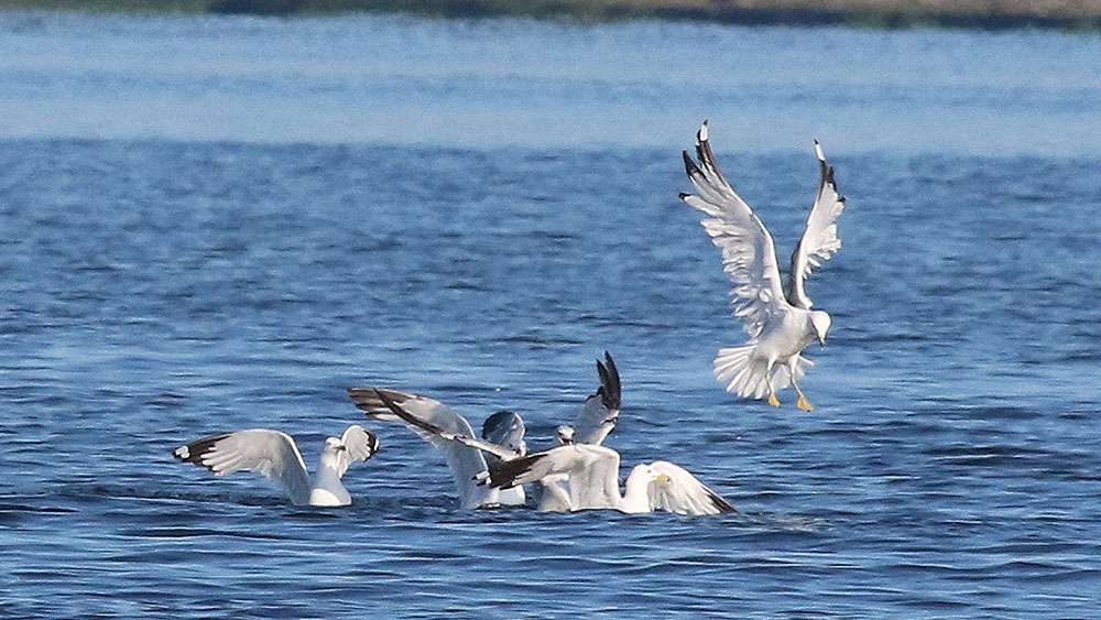 <b>Chris Zaldain (3rd; 76-15) </b><br>
Diving gulls tipped Chris Zaldain off to the presence of alewives in his area. 
