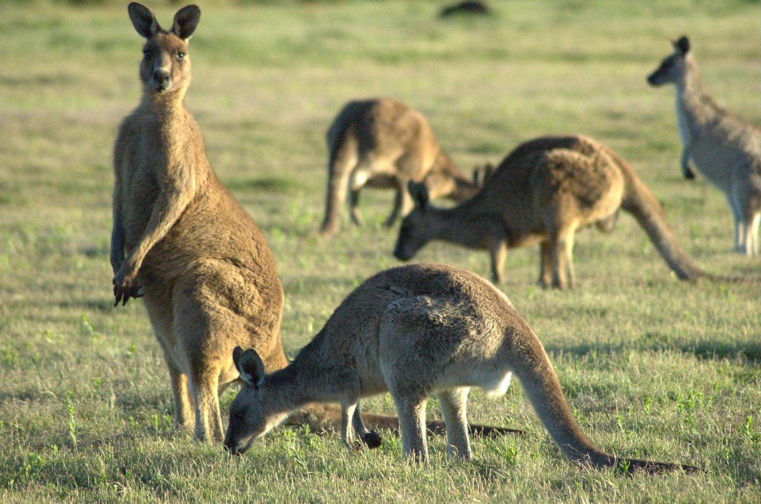 <b>Not in his Top 5- Kangaroos</b><br>
Seth: 