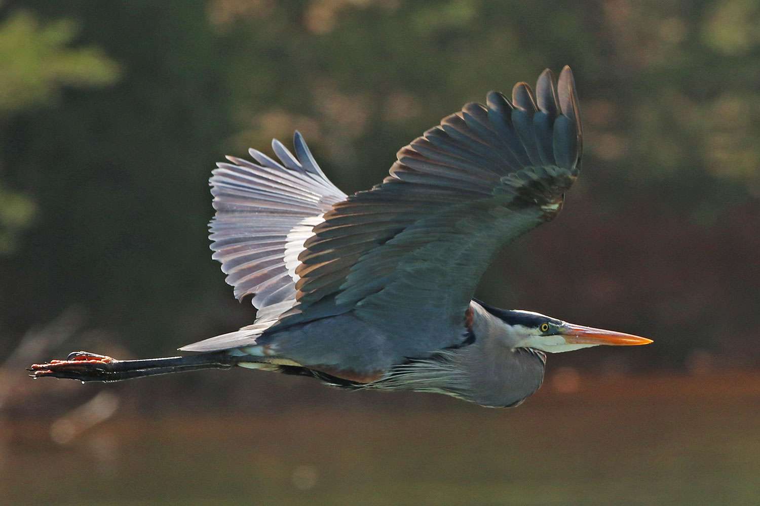 <b>3. The great blue heron</b><BR>Seth: 