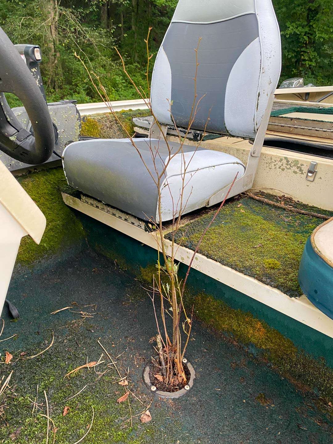 My favorite aspect of this boat was the small tree growing in the middle of it. The cupholder must have filled with dirt and the tree took root through the drain hole. 