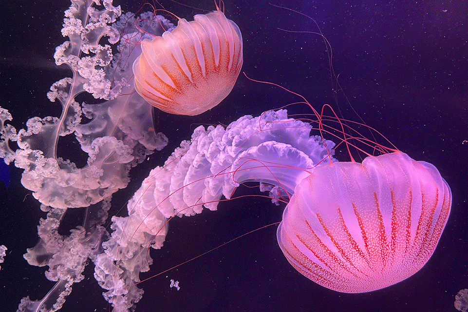 The Wonders of Wildlife National Museum and Aquarium, which was voted Americaâs best aquarium in 2021, has 35,000 live animals, including these colorful jellyfish.
