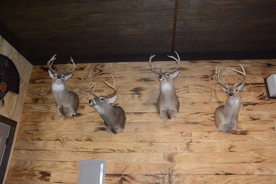 Arey is an avid archery hunter and these mounts came from the woods around his home in North Carolina and in Kentucky.
