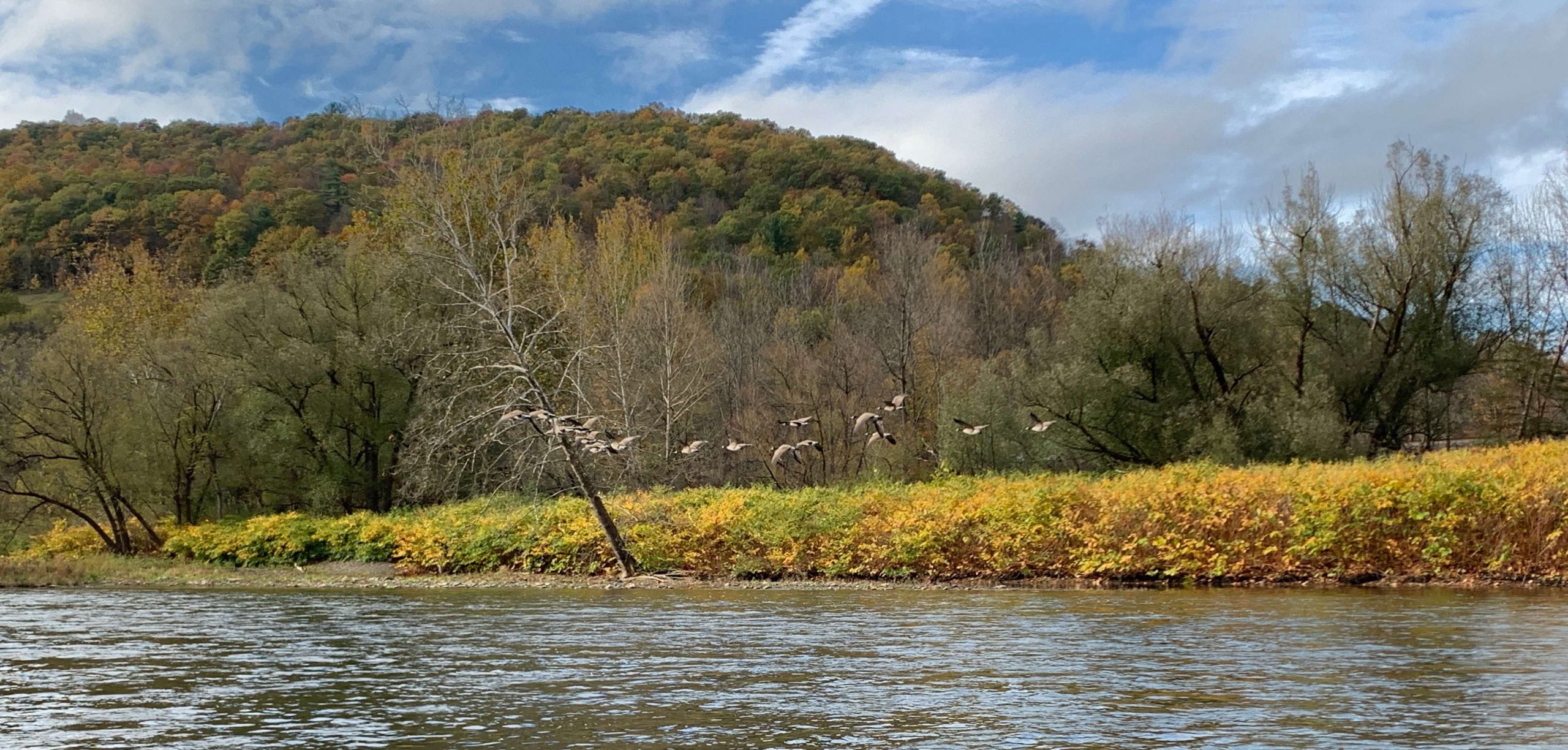 ⦠a herd, or group, gang, or bunch of geese (possibly gooses) fly by and then, then â¦