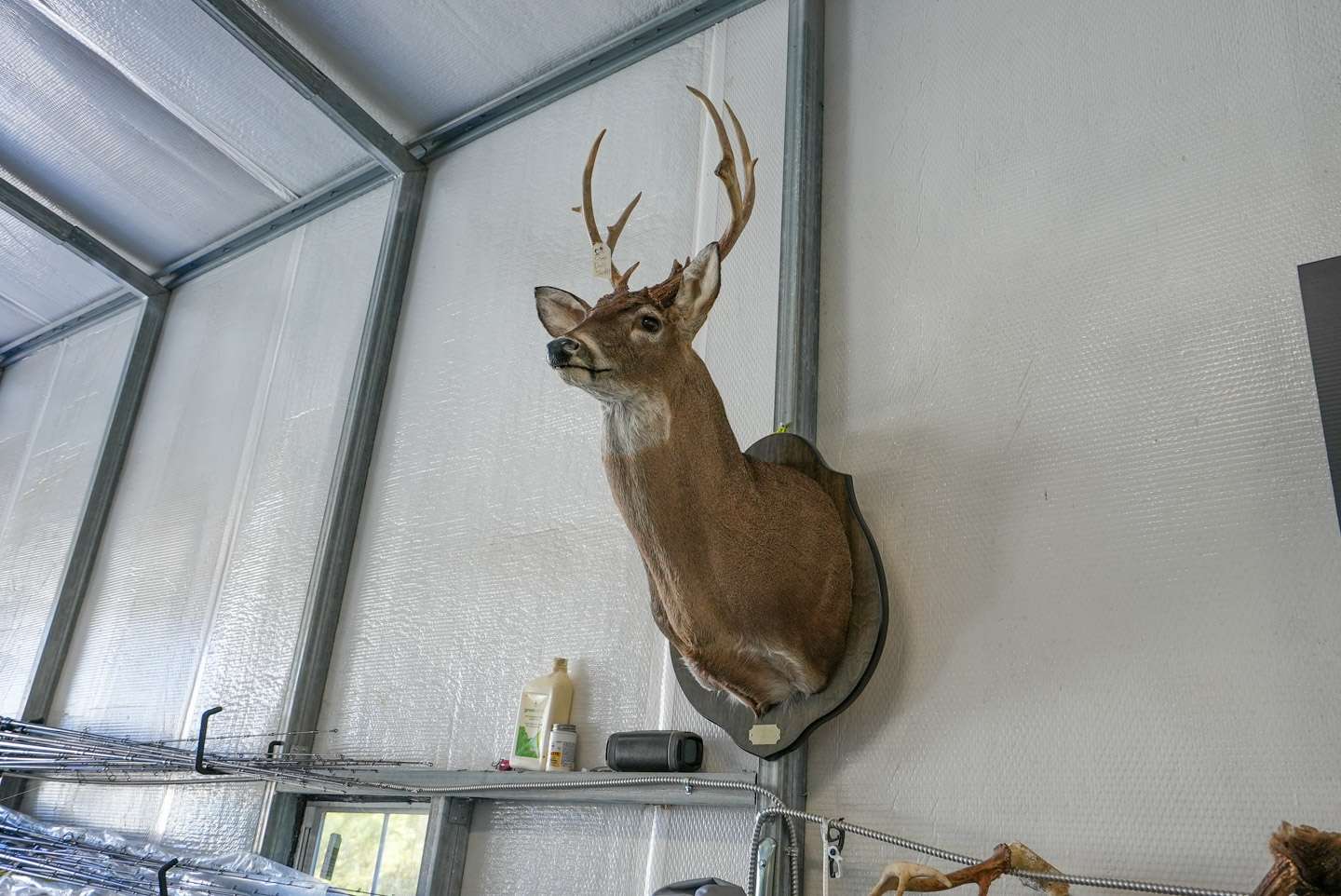 Here is a unique buck that was harvested in Alabama. 